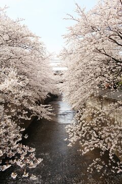 Vertical shot of blooming cherry blossom trees with flowering branches in a park
