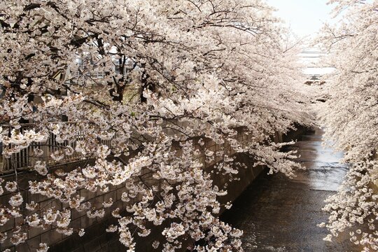 Beautiful shot of blooming cherry blossom trees with flowering branches in a park