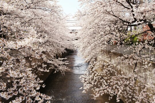 Beautiful shot of blooming cherry blossom trees with flowering branches in a park
