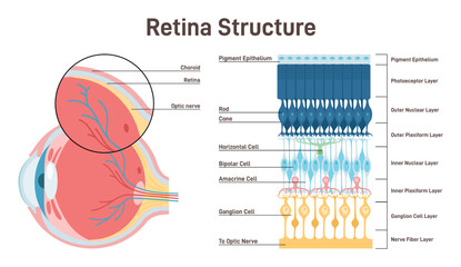 Eye retina anatomy. Human vision organ cross section anatomical - obrazy, fototapety, plakaty