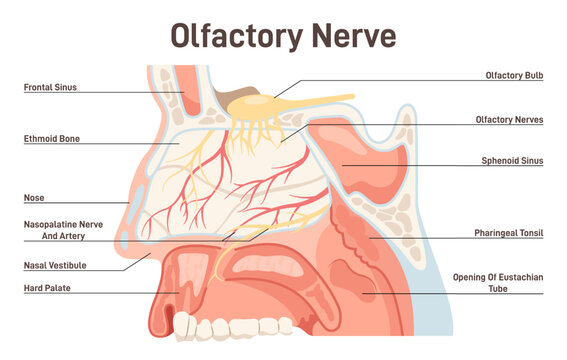 Olfactory nerve anatoy. Human nasal cavity structure. Olfactory bulb