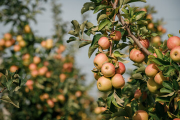 Many colorful ripe juicy apples on a branch in the garden ready for harvest in autumn. Apple orchard