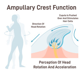 Cupula, vestibular system organ. Inner ear ampullary cupula providing