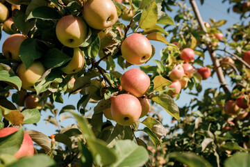 Many colorful ripe juicy apples on a branch in the garden ready for harvest in autumn. Apple orchard