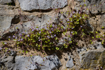 Cymbalaria muralis growing on a natural stone wall, common names are also Coliseum Ivy, Pennywort, Kenilworth Ivy or Zimbelkraut