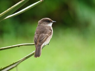 Closeup of a beautiful brown Flycatcher perched on a branch with a blurred background © David Yekutiel/Wirestock Creators