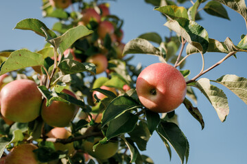 Many colorful red ripe juicy apples on a branch in the garden ready for harvest in autumn. Apple orchard