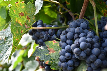 Fototapeta premium Grapes in vineyard, macro, Cabernet 
