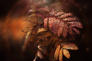 Lively closeup of falling autumn leaves with vibrant backlight from the setting sun