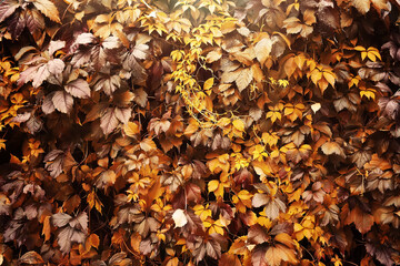 Lively closeup of falling autumn leaves with vibrant backlight from the setting sun