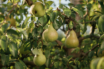 Tasty juicy young pear hanging on tree branch on summer fruits garden as healthy organic concept of nature background. Ripe fruit harvest