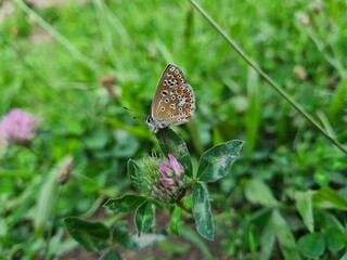 butterfly on a flower