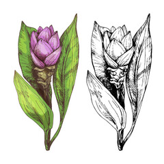 Branch curcuma plant with leaf and flower. Vintage vector hatching