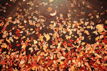 Red and Orange Autumn Leaves Background