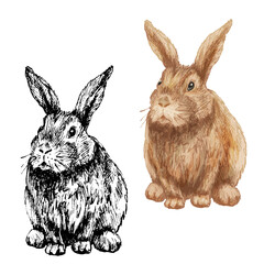 Lying rabbit. Vector vintage hatching color illustration. Isolated on white
