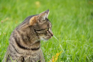 Katze im Gras