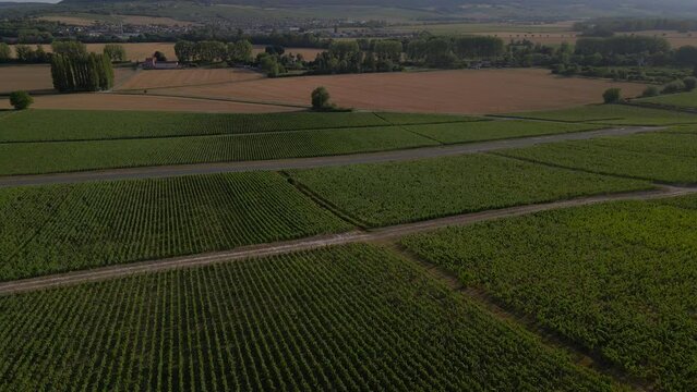 Aerial sunset view of Vineyards in the Champagne wine making region of France during the summer	
