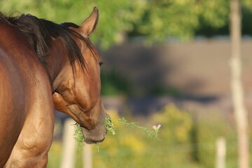 Closeup of brown American Quarter Horse running and grazing in the field
