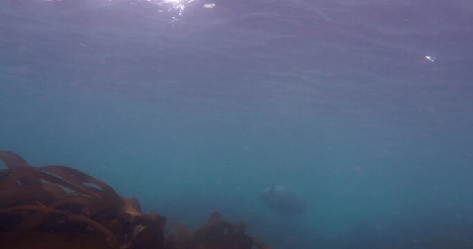 Grey Seals Swimming In The North Sea