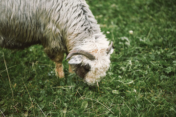 Portrait of a sheep eating grass in a meadow. Livestock in the rural area