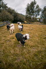 Herd of sheep on the meadow. Concept of  animal farm in the village