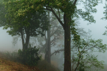 Naklejka premium foggy forest Fairy tale looking woods in a misty day. Cold foggy morning