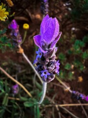 Vertical closeup of a purple fringed lavender flower