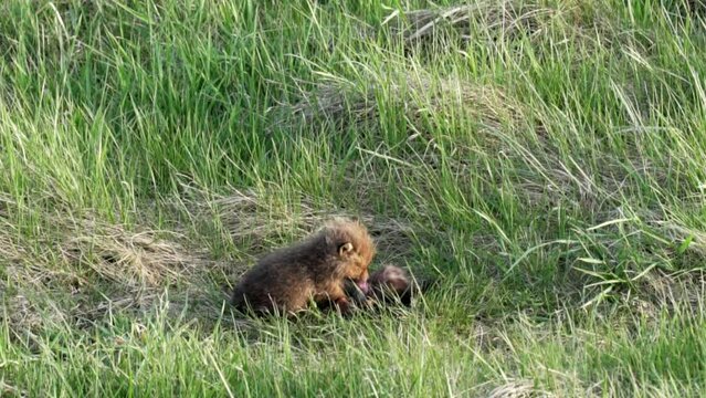 Little brown fox eating another dead fox in the field in Jurrasic Highland Poland
