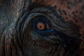 Asian Elephant close up eye in color