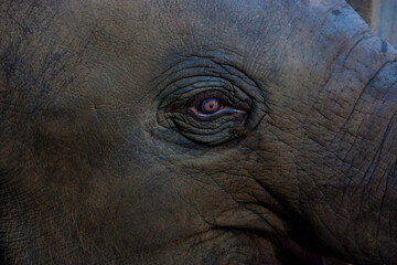 Close up of an Asian Elephants eye