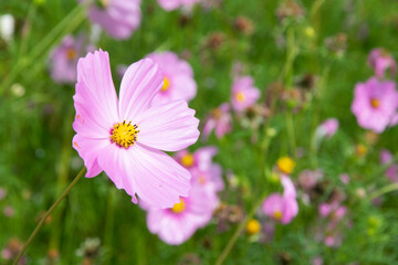 Pink cosmos in garden nature background.
