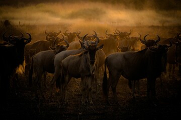 Herd of wilder beast in the wild
