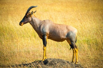 Brown antelope standing on the meadow