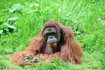 Closeup of a brown orangutan with long hair sitting on the grass with green background © Milton6/Wirestock Creators