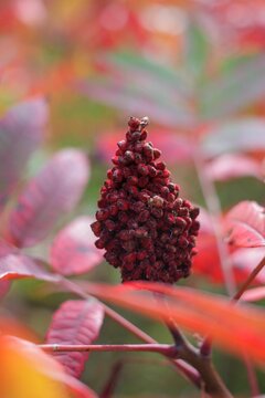 Vertical selective focus of a Staghorn sumac with leaves blurred background