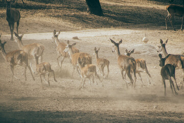 Berrea del ciervo en la sierra de Andújar