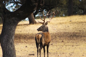 Berrea del ciervo en la sierra de Andújar