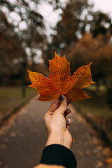 hand holding an autumn leaf against the backdrop of an autumn park