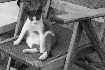 Sleeping or relaxed cat on a wooden chair