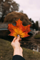 hand holding an autumn leaf against the backdrop of an autumn park
