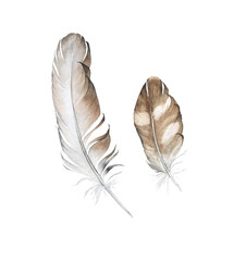 Watercolor illustration of feathers isolated