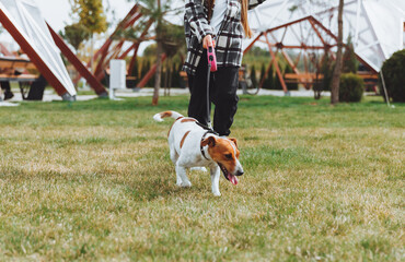 a little girl walks her dog in a city park. a child plays with a Jack Russell terrier outdoors. The concept of pet care