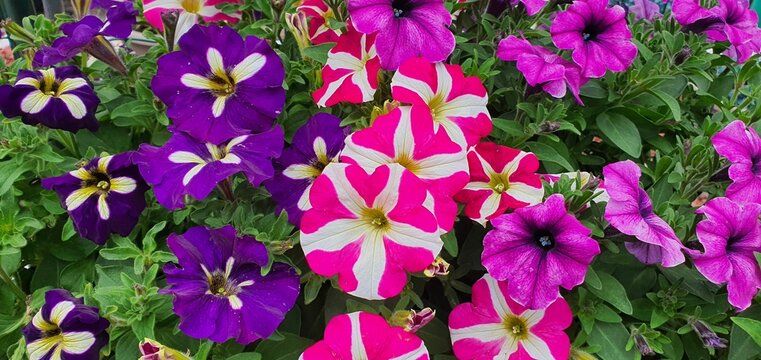Colorful Surfinia flowrs blooming in the daylight