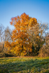 Maple tree beginning to color in Autumn  on a sunny day