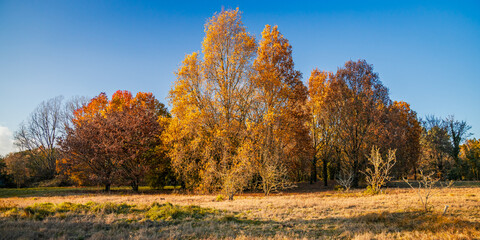 Meadow and Autumn trees on a sunny day with blue sky