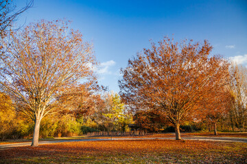 Autumn trees with red color and blue sky