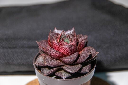 Selective focus shot of marron Echeveria dionysos succulent plant in a pot on table