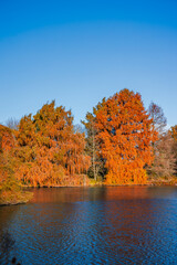 Bald cypress trees at the edge of a lake in Autumn on a sunny day
