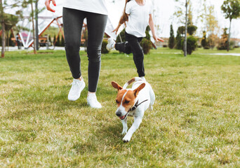 a mother with a child and a dog Jack Russell terrier are walking together in the park. a woman and a little girl are walking their dog.