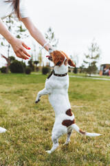 A small dog of the Jack Russell Terrier breed stands on its hind legs. A dog in the park during a walk. the owner walks her dog